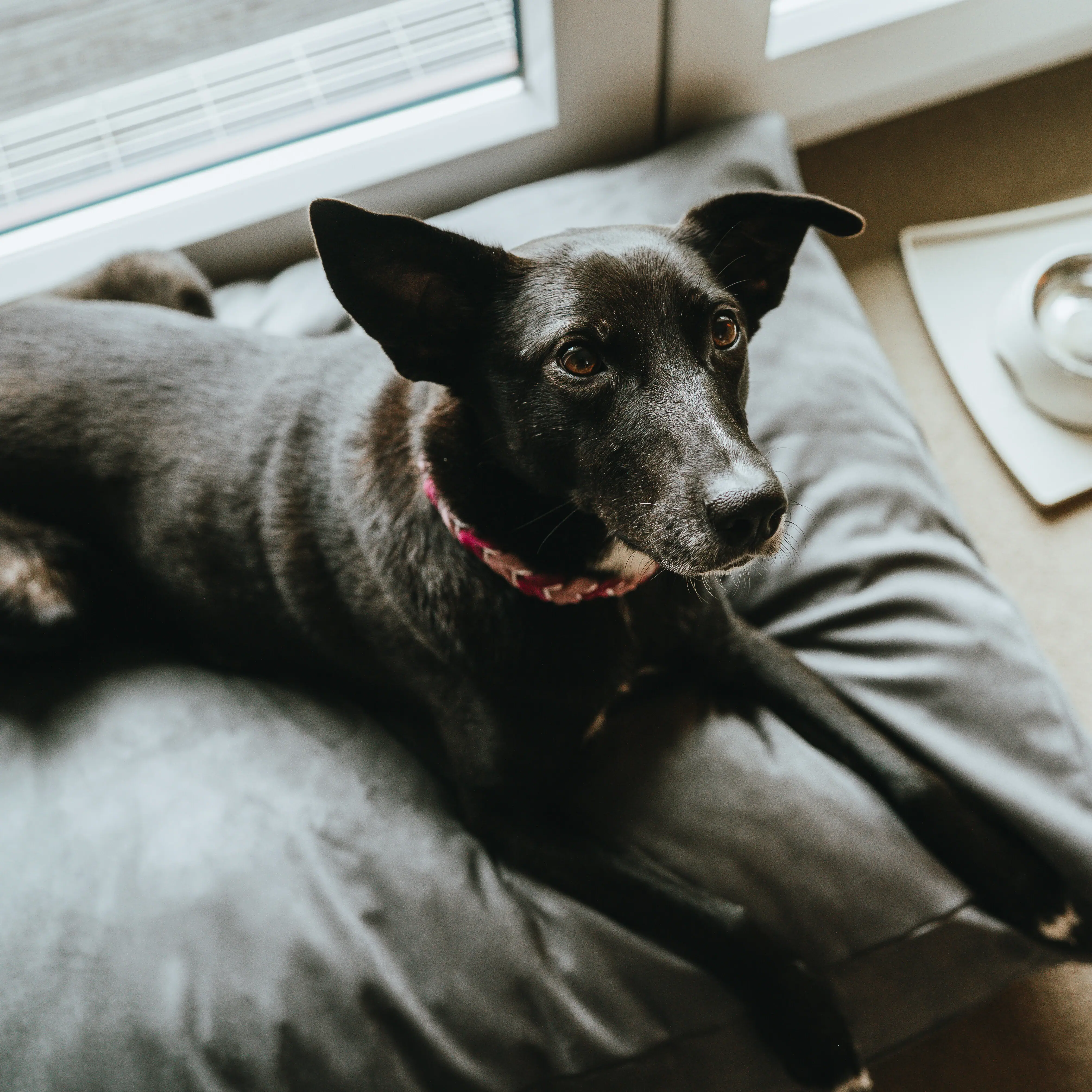 A dog is lying on a cushion at the A-ROSA Hotel Sylt.